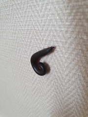 Ommatoiulus moreleti