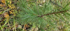 Pinus sibirica