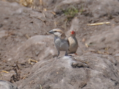 Passer motitensis