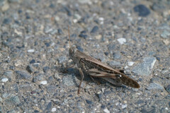 Locusta migratoria