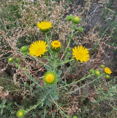 Grindelia ciliata