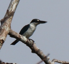 Todiramphus chloris chloris