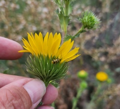 Grindelia ciliata