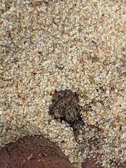 Myrmeleon formicarius