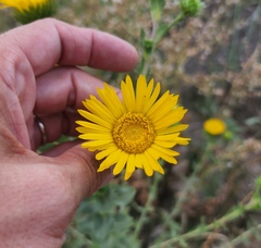 Grindelia ciliata