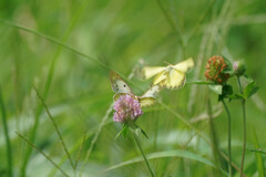 Colias poliographus
