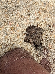 Myrmeleon formicarius