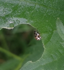 Tytthaspis sedecimpunctata