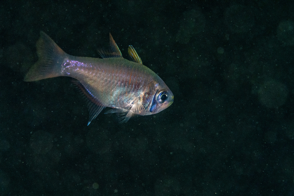 Archamia