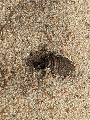 Myrmeleon formicarius