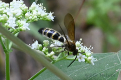 Megacampsomeris prismatica