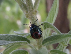 Zicrona caerulea