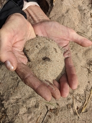 Myrmeleon formicarius