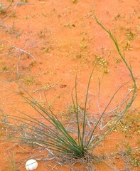 Chlorophytum rangei