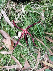 Clathrus archeri
