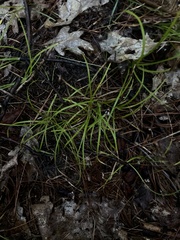Carex pedunculata