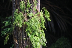 Epipremnum pinnatum