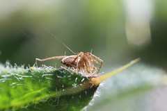 Oxyopes gracilipes