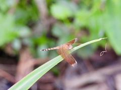 Neurothemis terminata