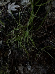 Carex pedunculata