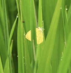 Eurema hecabe