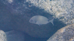Diplodus sargus