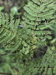 Calomycterus setarius