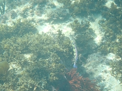 Eupetrichthys angustipes