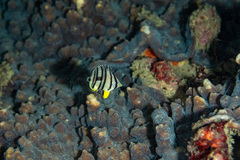 Chaetodon octofasciatus