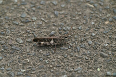 Oedaleus infernalis