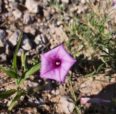 Ipomoea leptophylla