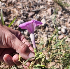 Ipomoea leptophylla