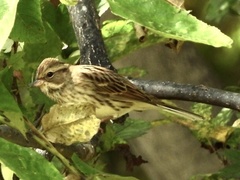 Emberiza spodocephala