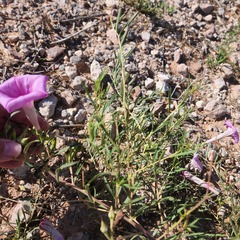 Ipomoea leptophylla