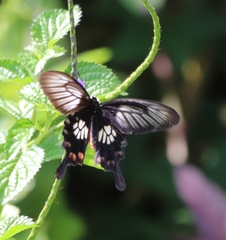 Pachliopta polyphontes