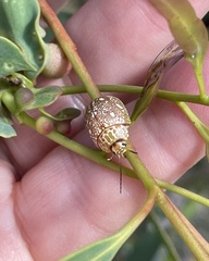 Paropsis marmorea