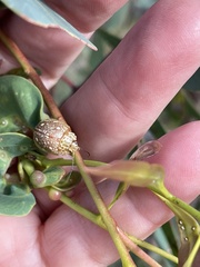 Paropsis marmorea