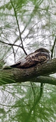 Caprimulgus jotaka