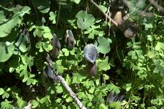 Aristolochia cretica