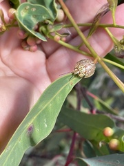 Paropsis marmorea