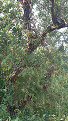 Salix nigra