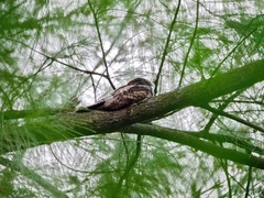 Caprimulgus jotaka