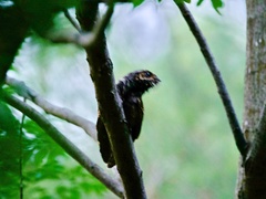 Caprimulgus jotaka