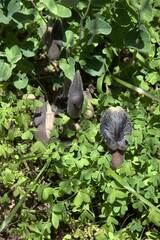 Aristolochia cretica