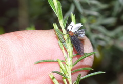 Plecia ruficollis