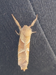 Triodia sylvina