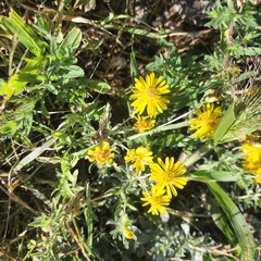 Heterotheca canescens