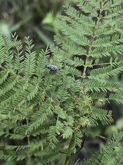 Calomycterus setarius