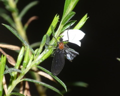 Plecia ruficollis