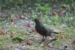 Turdus mandarinus